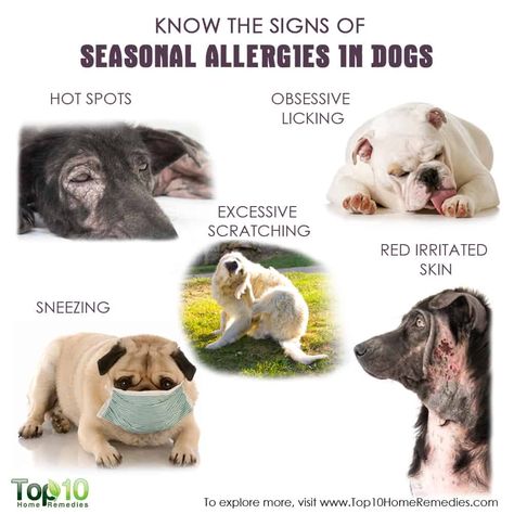 know the signs of seasonal allergies in dogs Dog Skin Allergies, Seasonal Allergy Symptoms, Dog Hot Spots, Home Remedies For Allergies, Top 10 Home Remedies, Allergy Remedies, Pet Allergies, Dog Top, Seasonal Allergies