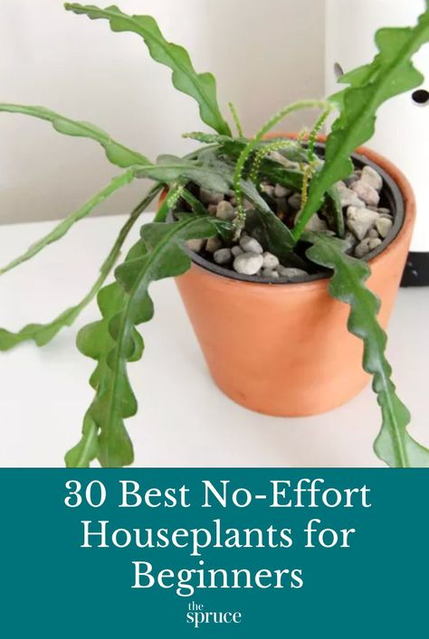 These are the best houseplants for beginners. They are attractive, tough to kill, and easy to maintain for novice planters. #noefforthouseplants #thespruce #houseplantsforbeginners #easyindoorplants Houseplants For Beginners, Best Houseplants, Easy Indoor Plants, Cast Iron Plant, Zebra Plant, Small Balcony Garden, Corn Plant, Perennial Shrubs, Crassula Ovata