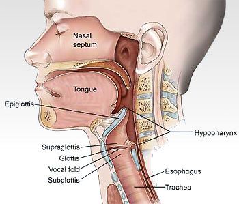 Home Page Throat Anatomy, Medical Illustrations, Human Anatomy And Physiology, Medical Anatomy, Body Anatomy, Health Knowledge, Medical Illustration, Anatomy And Physiology, Human Anatomy