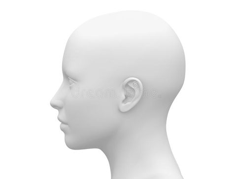 Blank White Female Head - Side view stock illustration Anatomy Female, Side View Drawing, Male Anatomy, Head Model, Human Drawing, White Blank, Human Head, Female Head, Image Model