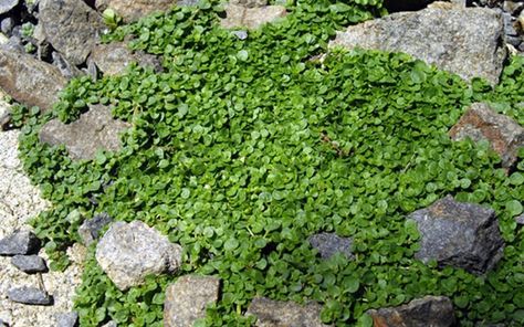 Corsican mint is a great creeper that fills in well once it finds a spot it likes and is perfect under downspouts around faucets and other spots that stay consistently wet... Flower Seed Gifts, Corsican Mint, Best Ground Cover Plants, Popular House Plants, Seeds Gifts, Cover Flower, Pond Plants, Ground Cover Plants, Garden Nursery