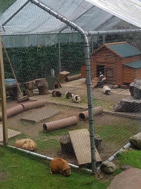 Outdoor piggies Outdoor Pet Enclosure Rabbit, Outdoor Guinea Pig Habitat, Guinea Pig Outdoor Enclosure, Outdoor Guinea Pig Enclosure, Guinea Pig Cage Ideas Outdoor, Outdoor Rabbit Enclosure Diy, Outdoor Bunny Enclosure, Rabbit Pen Outdoor, Rabbit House Ideas