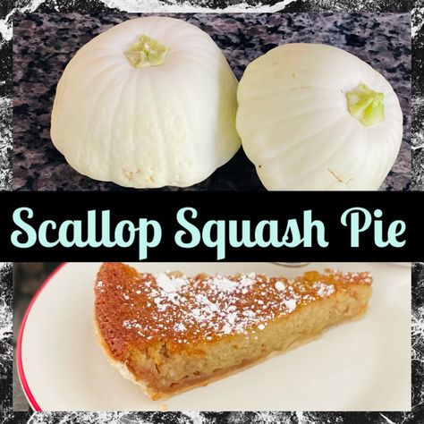 Yellow Bush Scallop Squash Recipe, Scallop Squash Recipes White, Early White Bush Scallop Squash Recipes, White Scallop Squash Recipes, Scalloped Squash Recipes, White Squash Recipes, White Patty Pan Squash Recipe, Scallop Squash Recipes, Patty Squash