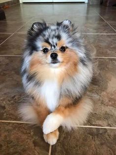 Find Out More On Playfull Pomeranian And Kids #pomeraniant #pomeranianspitz #pomeranianblack  Find Out More On Playfull Pomeranian And Kids #pomeraniant #pomeranianspitz #pomeranianblack Wallpaper Puppy, Dogs Photography, Dogs Stuff, Cele Mai Drăguțe Animale, Cutest Puppy, Puppy Wallpaper, Cute Pomeranian, Cutest Dogs, Dogs Breeds