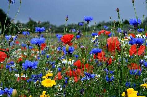 British wildflower meadow with poppies, corn flowers and ox-eye daisies. Blue Bell Woods, British Wildflowers, April Ideas, Corn Flowers, Flowers Meadow, Fungi Art, Garden Therapy, Garden Interior, Future Garden