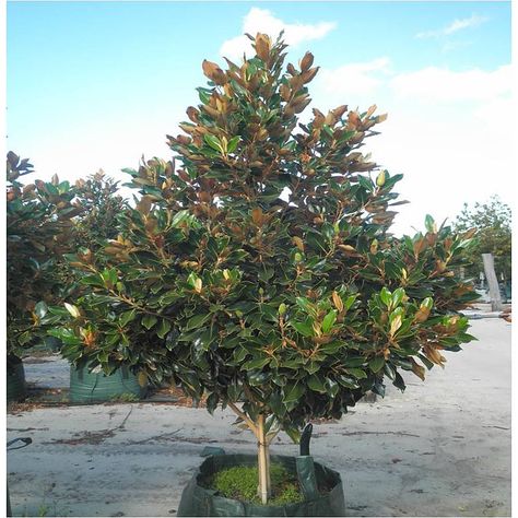 Magnolia Tree Landscaping, Magnolia Little Gem, Nursery Western, Evergreen Magnolia, California Landscaping, Magnolia Grandiflora, Driveway Landscaping, Magnolia Tree, Street Trees