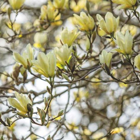 Magnolia Denudata, Magnolia Soulangeana, Flower Hedge, Yellow Magnolia, Spanish Bluebells, Brooklyn Botanical Garden, Flowering Cherry Tree, Magnolia Tree, Magnolia Trees