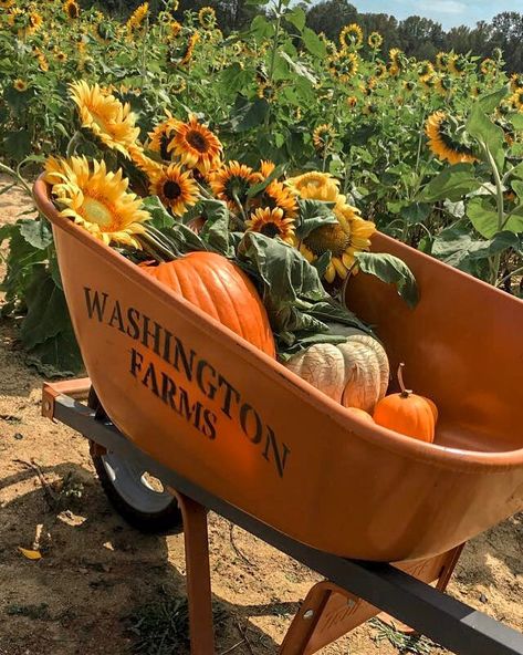 #fall #fallvibes #fallaesthetic #sunflower #sunflowerfarm #sunflowerfield #sunflowergarden #farm #farmlife #washingtonfarms #wheelbarrel #sunnyday #fallcolors #orange Georgia Aesthetic, Orange Farm, Thanksgiving Time, Orange Country, Sunflower Garden, Farm Ideas, Instagram Travel, Orange Aesthetic, Sunflower Fields