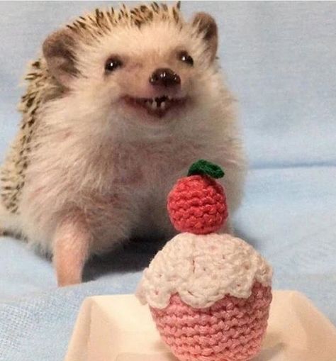 14 Funny Hedgehog Memes That Will Make You Smile | Page 2 of 3 | PetPress Funny Hedgehog, Happy Hedgehog, Girl Energy, Hedgehog Pet, Baby Hedgehog, A Hedgehog, Cuddly Animals, Cute Hedgehog, Pretty Animals