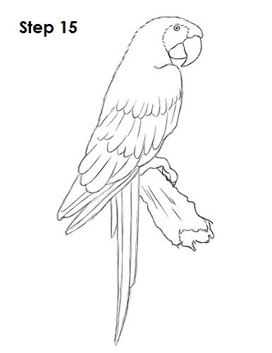 Scarlet Macaw Drawing 15 Parrots Drawing, Macaw Art, Kingfisher Painting, Parrot Drawing, Parrot Painting, Scarlet Macaw, Parrots Art, Macaw Parrot, Bird Coloring Pages