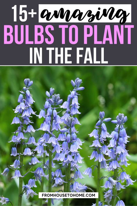 Fall is the best time to plant bulbs that bloom in the spring. Find out which are the best types of bulbs to plant in the fall, including daffodils, alliums and chinodoxa...there's no tulips on this list... | Gardening Fall Bulb Planting, Planting Tulip Bulbs, Dalia Flower, Planting Bulbs In Spring, Plant Bulbs, Planting Tulips, Perennial Bulbs, Early Spring Flowers, Fall Bulbs