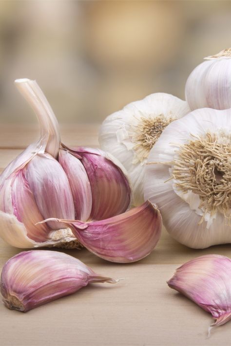 Hardneck Garlic, How To Store Garlic, Vegan Probiotics, Growing Carrots, Planting Garlic, Onion Vegetable, Garlic Uses, Growing Garlic, Summer Harvest