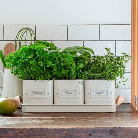 10 Charming Indoor Herb Garden Planters | Family Handyman | The Family Handyman Herb Collection, Apartment Appliances, Windowsill Herb Garden, Herb Garden Pallet, Herb Garden Planter, Windowsill Garden, Herb Garden In Kitchen, Herb Gardens, Kitchen Herbs