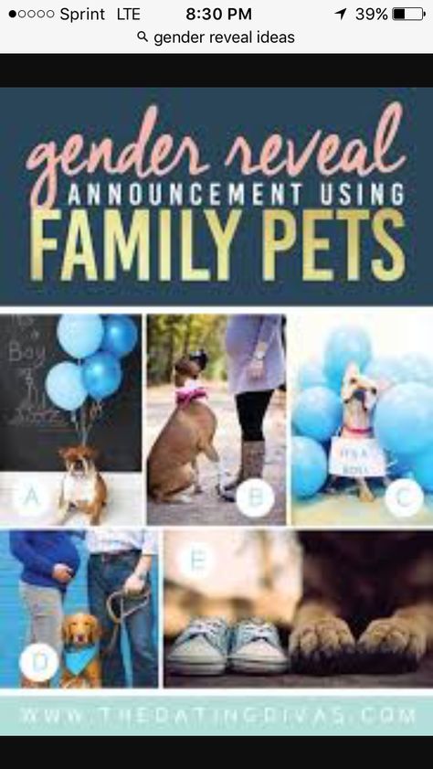 Simple Gender Reveal Ideas With Dogs, Animal Gender Reveal Ideas, Pet Gender Reveal, Gender Reveal Ideas With Dog, Gender Reveal Ideas For Party, Gender Reveal Photography, Simple Gender Reveal, Creative Gender Reveals, Photo Bb