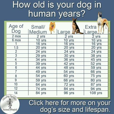 How old is your dog in human years Dog Age Chart, Perro Shih Tzu, Dog Health Tips, Game Mode, Dog Ages, Dog Years, Dog Info, Dog Facts, Pet Hacks