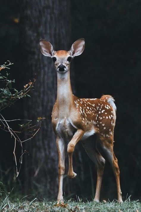 Amazing Poetry, Deer Photography, Animal Photography Wildlife, North American Animals, Deer Drawing, North American Wildlife, Wild Photography, Deer Pictures, Slaap Lekker