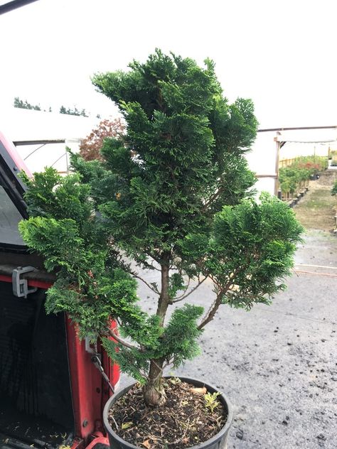 Dramatic form on this upright hinoki cypress is characterized by dark green foliage and swirling branches. One of the most unique Hinoki cypress Slender Hinoki Cypress, Shade Annuals, Chamaecyparis Obtusa, Hinoki Cypress, Green Foliage, Healthy Plants, Dark Green, Plants, Green