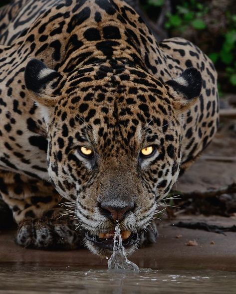 Jaguar, yaguarete, otorongo, Jaguares, Animal, Naturaleza, Brasil, Amazonas Jaguar Animal Aesthetic, Jaguar Eyes, Jaguar Aesthetic, Female Jaguar, Jaguar Drawing, Jaguar Pictures, Jaguar Cat, Jaguar Art, Jaguar Wallpaper