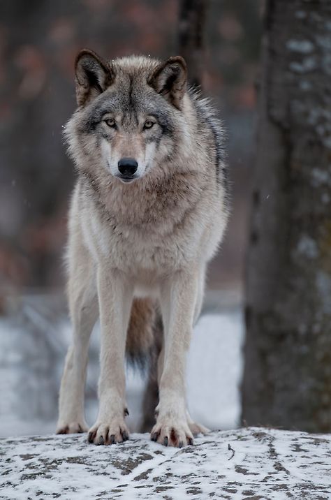 Wolf World, Nikon D300, Wolf Photography, Wolf Images, Wolf Stuff, Arctic Wolf, Wolf Photos, Timber Wolf, Wolf Spirit Animal