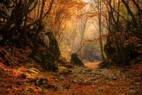 Magical Autumn Forest, Forest In The Fall, Fantasy Autumn Forest Aesthetic, Enchanted Autumn Forest, Legolas Moodboard, Autumn Forest Fantasy Art, Forest In Autumn, Autumn Landscape Aesthetic, Autumn Forest Photography