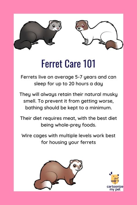 The month of April is Adopt a Ferret Month. If you're thinking about adopting one, or several, of these cute little goofballs make sure to research how to take care of them. Check out these ferret care 101 tips and visit the link to learn more about how to care for your potential new pet. Ferret Diet, Ferret Care, Ferret Toys, Ferrets Care, Baby Ferrets, Funny Ferrets, Ferret Cage, A Ferret, Pet Hospital