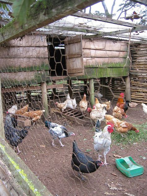 Reban Ayam, Chicken Rearing, Backyard Coop, Chicken Images, Backyard Chicken Coop Plans, Poultry House, Chicken Pen, Urban Chickens, Backyard Chicken Farming