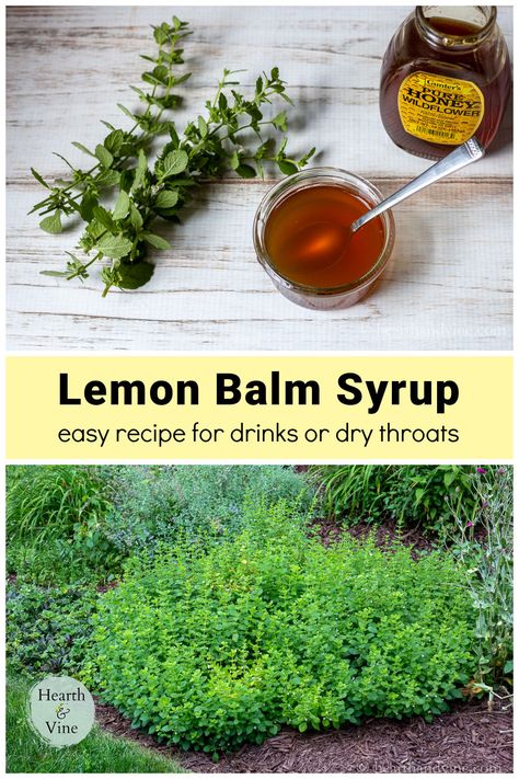 Simple Syrup With Honey, Throat Soother, Natural Syrup, Lemon Balm Uses, Lemon Balm Recipes, Honey For Sore Throat, Lemon Balm Plant, Medicinal Herbs Remedies, For Sore Throat