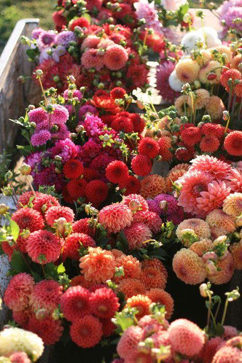 Fall Gardening Ideas, Dahlia Farm, Ideas Garden Design, Botanical Inspiration, Fall Gardening, Planting Tips, Dahlias Garden, Mums Flowers, Plants Ideas