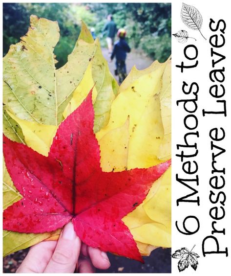 How To Preserve Leaves (6 Methods) - Red Ted Art Leaf Lantern Craft, Preserving Leaves, How To Preserve Leaves, Leaf Lantern, Red Ted Art, Lantern Craft, Manualidades Halloween, Leaf Crafts, Fall Art