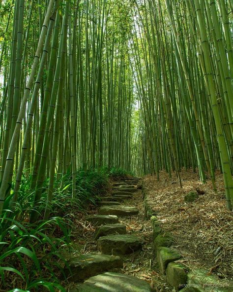 Bamboo Forest Japan, Arashiyama Bamboo Grove, Arashiyama Bamboo Forest, Photos Of Japan, Bamboo Background, Kyoto Japan Travel, Bamboo Grove, Japanese Forest, Japan Landscape