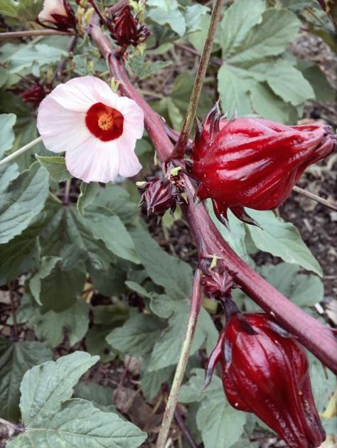 Growing Hibiscus, Hibiscus Sabdariffa, Medical Herbs, Hibiscus Plant, Fresh Cranberries, Food Garden, Seed Pods, Planting Herbs, Edible Garden