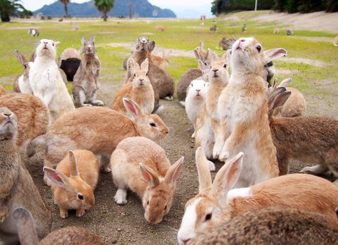 Bunny Island, Rabbit Island, Japan Picture, Wild Rabbit, Japan Vacation, Unusual Animals, Aesthetic Japan, Planet Of The Apes, Hiroshima