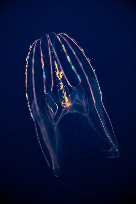 Comb jellyfish Comb Jellyfish, Comb Jelly, Deep Sea Jellyfish, Glowing Sea, Jellyfish Pictures, Nightmare Fuel, Sea Monkeys, Marine Creatures, Evolutionary Biology