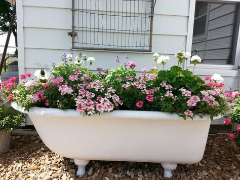 "Ellie Mae"... Bathtub Flower Bed, Bowling Ball Garden, Bathtub Pictures, Garden Bathtub, Old Bathtub, Diy Bathtub, Flea Market Gardening, Garden Junk, Garden Arches