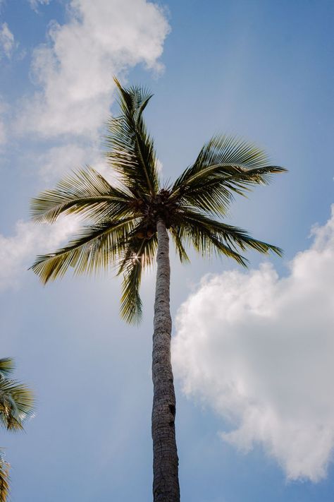 Best thing about beach? Coconut trees! We call it "Buko" here in Philippines. #Travel #Palawan #Coron #Philippines Coron Philippines, Coron Palawan, Beach Coconut, Coconut Trees, Philippines Travel, Coron, Palawan, Summer Dream, Palm Angels