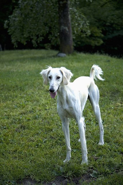 http://drmark1961.hubpages.com/hub/Five-Skinny-Dog-Breeds Ancient Dogs, Ancient Dog Breeds, Ancient Drawings, Tallest Dog, Animal Reference, Tibetan Terrier, Group Of Dogs, Horses And Dogs, Dog Feeder