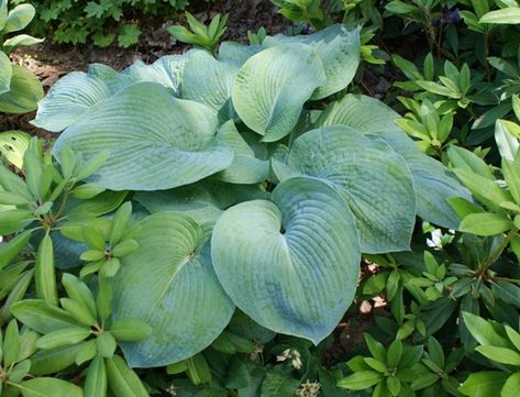 Hosta Elegans, Hostas Garden, Giant Hosta, Plants For Shady Areas, Hosta Sieboldiana, Blue Hosta, Patio Container Gardening, Front Flower Beds, Hosta Varieties