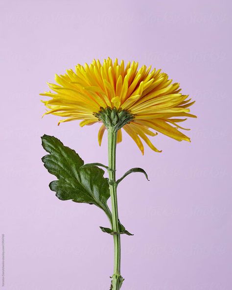 Yellow Chrysanthemum, Violet Background, Sunflower Wallpaper, Chrysanthemum, Us Images, Flower Drawing, Blue Backgrounds, Design Elements, Mood Board