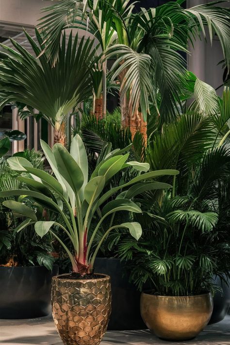 Choose large palm plants in decorative pots to complement modern indoor designs. Their lush greenery provides a sophisticated and refreshing look. Palm Interior Design, Large Potted Plants Indoor, Palm Plant Indoor, French Garage, Indoor Palm Plants, Indoor Designs, Palm Royale, Palm Plants, Indoor Plants Styling