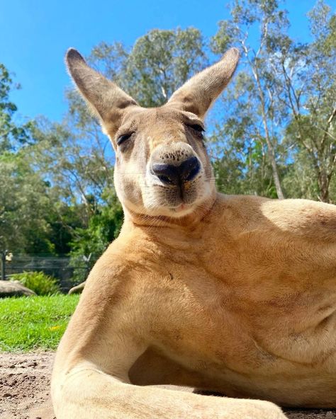 Australia on Instagram: “"So...you come here often?" 😏 Say g'day to one of @currumbinsanctuary's most handsome (and flirtatious) residents. Captured here by…” Endangered Animals Project, Kangaroo Funny, Dream Man Cave, Conservation Projects, Australia Kangaroo, Australia Animals, Bar Fridges, Beautiful Art Paintings, Big Animals