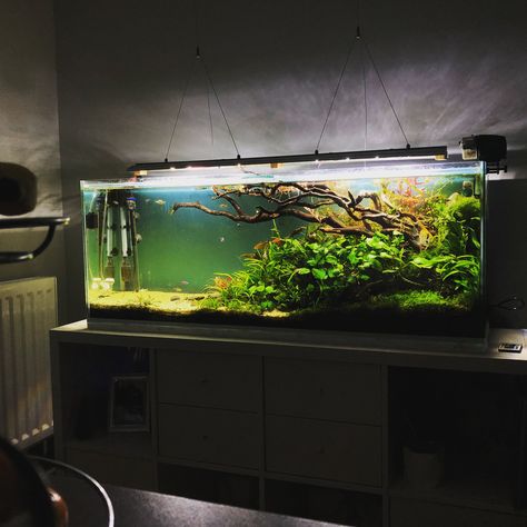 River Aquascape, River Stream, Fish Tank Design, Aquascape Design, Aquarium Landscape, River Fishing, Tank Design, Beautiful Fish, Aquascaping