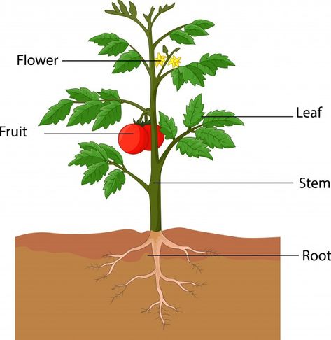 Illustration showing the parts of a toma... | Premium Vector #Freepik #vector #label #leaf #green #graphics Como Plantar Pitaya, Flower Anatomy, Plants Worksheets, Planting For Kids, مشروعات العلوم, Zestaw Ikon, Tomato Plant, Tropical Background, Plant Projects