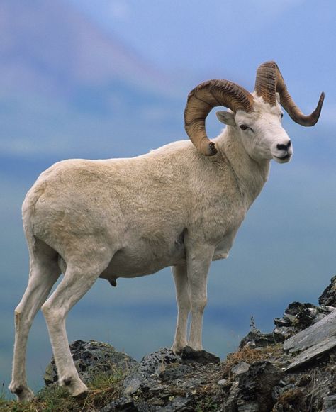 Trophy Dall Ram - Majestic trophy Dall Ram showcasing its impressive horns. #DallRam #Wildlife Ram Aesthetic, Cute Ram, Ram Animal, Dall Sheep, Wild Goat, Camp Half Blood Cabins, Animal Taxidermy, Inktober 2024, Ram Horns