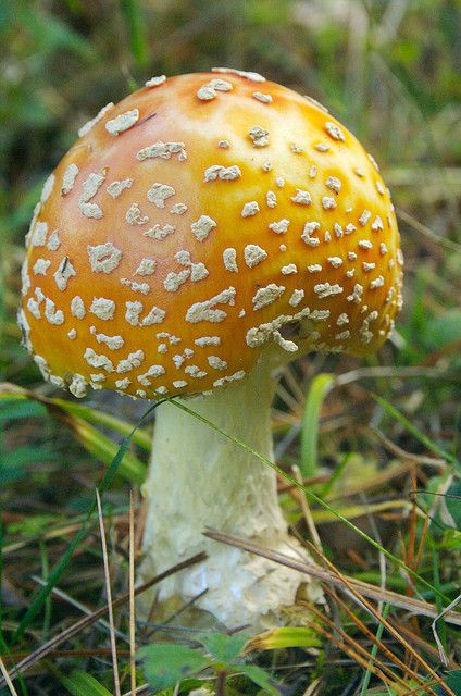 Cute little mushroom by Adam Franco.  Go to www.YourTravelVideos.com or just click on photo for home videos and much more on sites like this. Beautiful Mushrooms, Poisonous Mushrooms, Yellow Mushroom, Lichen Moss, Mushroom Pictures, Slime Mould, Mushroom Fungi, Mushroom Art, Wild Mushrooms