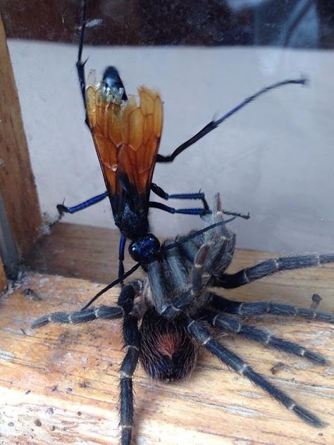 Shaping The Verde Valley: Tarantula Hawk Wasp Human Insect, Tarantula Hawk Wasp, Tarantula Hawk, Interesting Insects, Wonderful Nature, On The Plane, Brain Food, Arachnids, Wasp