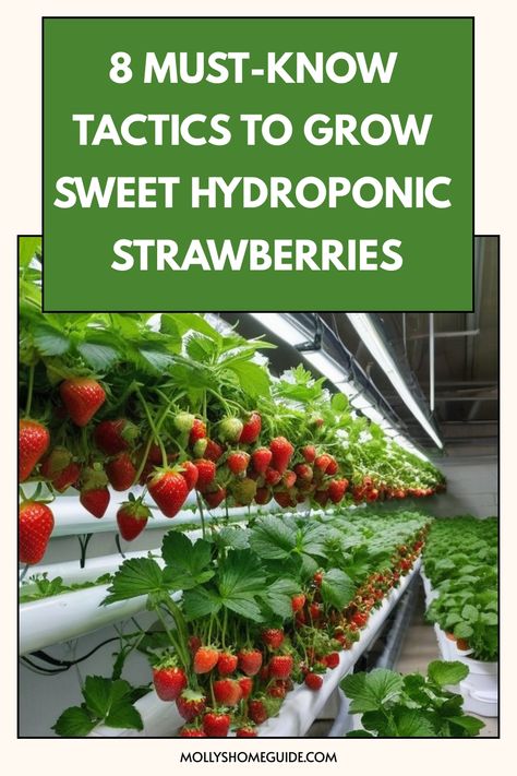 Discover the secrets of growing hydroponic strawberries with our step-by-step guide. Learn how to set up a hydroponic system, choose the right variety of strawberries, and provide proper nutrients for optimal growth. Whether you're a beginner or experienced gardener, our tips will help you cultivate delicious strawberries all year round. Say goodbye to soil gardening and hello to this innovative method that yields juicy berries in abundance! Explore the world of hydroponics and elevate your stra Vertical Hydroponics, Hydroponic Gardening Diy, Hydroponic Strawberries, Hydroponic Vegetables, Hydroponic Grow Systems, Hydroponic Farming, Hydroponics Diy, Hydroponic Growing, Vertical Farming