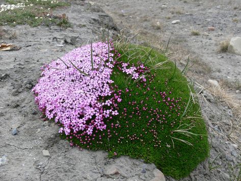 The hemispherical tussocks of Moss Campion often have flowers growing on the south facing "sunny" side. Sustainable Gardening, Plantas Bonsai, Plant Fungus, Alpine Plants, Moss Garden, Pretty Plants, Growing Flowers, Fotografi Potret, Cool Plants