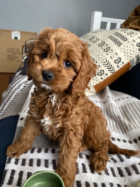 Cockapoo, doodle, teddy bear puppies. Traveling With Pets, Teddy Bear Puppies, Doodle Puppies, Cute Small Dogs, Cockapoo Dog, Very Cute Puppies, Dog Mommy, Cockapoo Puppies, Cavapoo Puppies