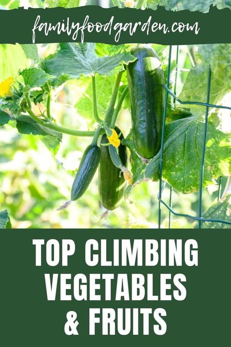 Plants grow in a variety of ways including climbing. Family Food Garden have the best climbing vegetables and fruits that grow vertically that allow gardens with limited space to still thrive. Get the best climbing vegetables and fruits list so you know which options grow in this climbing way. See the full list of these climbing options including beans, cucumbers, peas and pumpkins to name a few. Learn how to grow vine vegetables and fruits complete with tips for growing success right here. Climbing Vegetables, Grow Vertically, Vine Fruit, Bean Varieties, Planting Pumpkins, Pumpkin Garden, Easy Vegetables To Grow, Growing Vines, Vegetable Garden Raised Beds