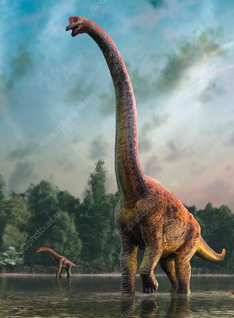 Illustration of a giraffatitan dinosaur mother and infant. Giraffatitan was previously thought to be a species of brachiosaurus (B. brancai) but is now thought to belong to a separate genus. These animals were sauropods, four-legged, plant-eating dinosaurs from the Jurassic period. They reached a maximum length of about 26 metres and weighed up to 40 tonnes. The skeletons of Brachiosaurus and Giraffatitan, although coming from different continents (America and Africa, respectively) look almost i A Dinosaur, Dinosaurs, Walking, Birds